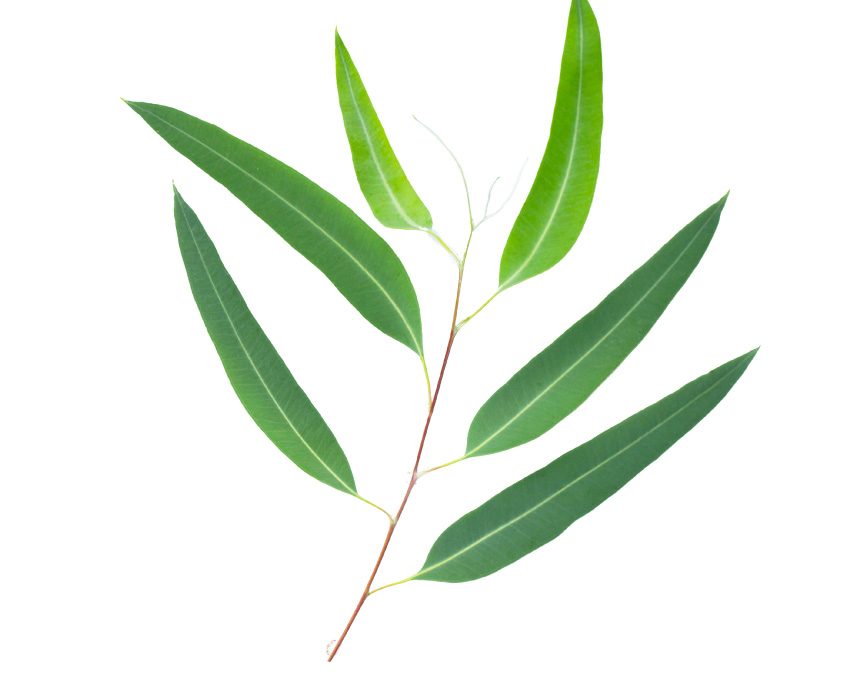 Eucalyptus – Eukaliptusz illóolaj